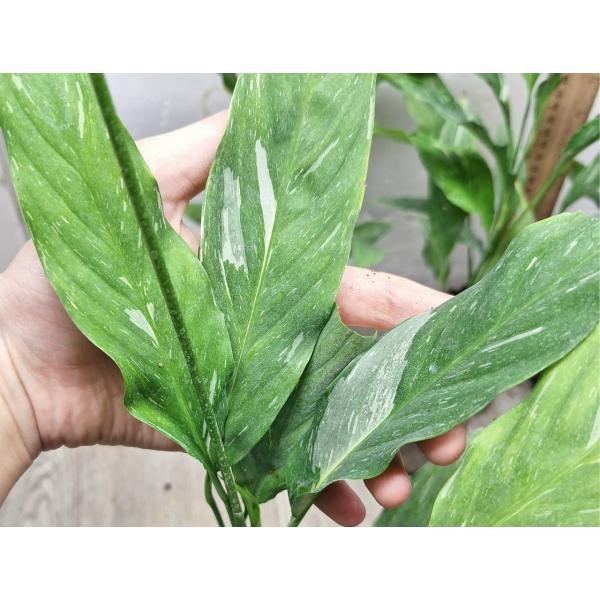 Спатифиллум Алмаз Варегатный / Spathiphyllum Diamond Variegated