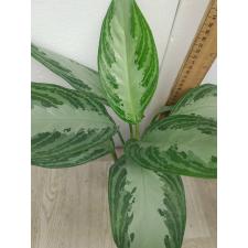 Aglaonema Silver Bay