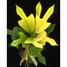 Кодиеум Голден Арроу / Codiaeum Golden Arrow