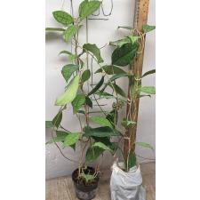 Хойя сп. финласонии / Hoya sp - finlaysonii