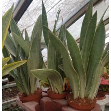 sansevieria silver metallica 14 cm pot