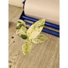 Epipremnum pinnatum Marble variegated pot 550р