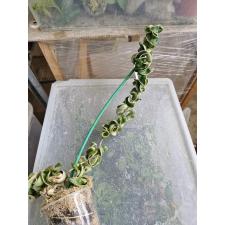 Hoya Indian Rope albomaginata(L)(#120) 4500р