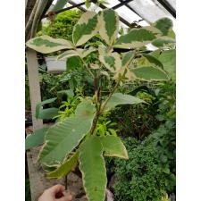 Psidium guajava (white margin) albomarginata