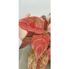 Aglaonema Red Queen pot