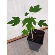 papaya plant pot