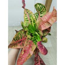 Codiaeum Tha Chang A57