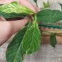 Tetracera loureiri variegated