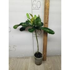 Codiaeum Thong Lhor
