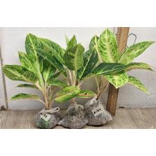 Аглаонема Пракайтонг / Aglaonema Prakaitong A-51