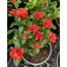 Ixora sp.(T10) maybe Crimson Star 168/1