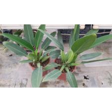 Philodendron martianum 17 см 1100p