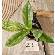 Zamioculcas zamiifolia variegated (big leaf)(yellow var) ZL