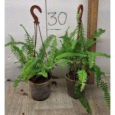 Nephrolepis Cordifolia (thailand) (M)