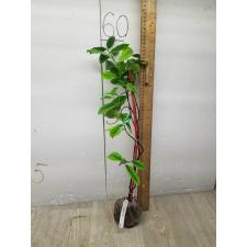 Wrightia antidysenterica (Double flower) Sri Lanka 271