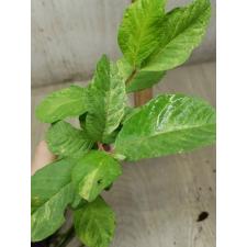 Psidium guajava 'Paen See Thong' variegated (S) 237/1