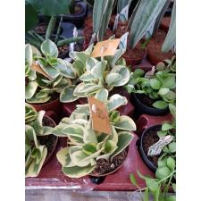 Peperomia Obtipan Bicolor 12 Cm
