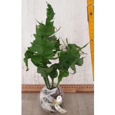 Microsorum punctatum cv. Twisted Dwarf Special 313
