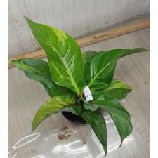 Anthurium variegated sp 2