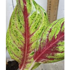 Аглаонема Тонг Фулл Хаус / Aglaonema Tong full house A-45