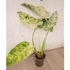 philodendron giganteum variegated pot