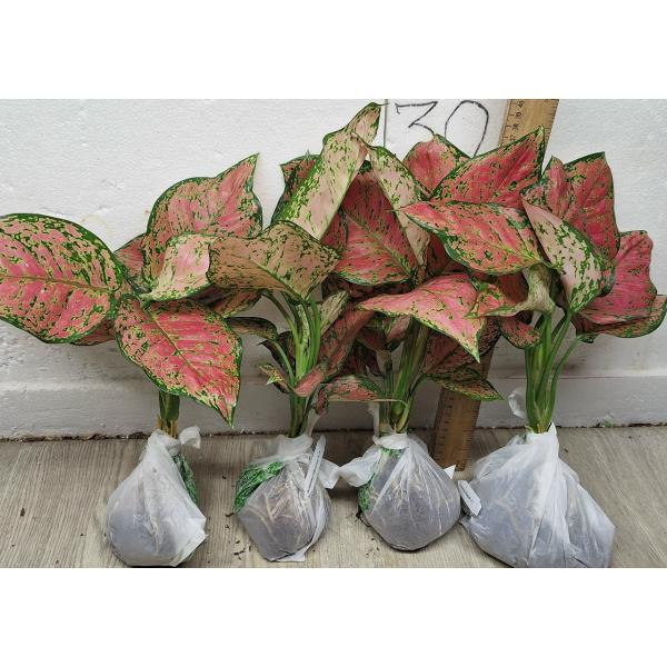 Аглаонема Аньямани Красная / Aglaonema Anyamanee - Red A-13