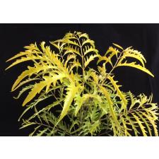 Polyscias Tahiti Gold