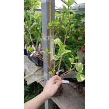 Nyctanthes arbor-tristis variegata 382