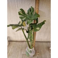 Monstera deliciosa Thai Constellation 