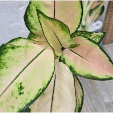 Аглаонема Орандж Кочин / Aglaonema Orange Cochin