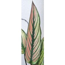 Калатея украшенная / calathea pinstripe