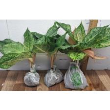 Аглаонема Пракайпет Гибрид. / Aglaonema Prakaipet hybrid A-65