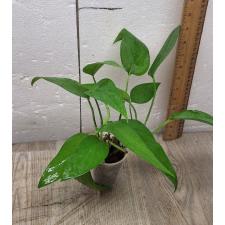 Epipremnum aureum (S)