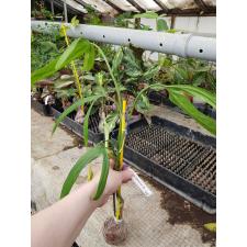 Philodendron sp.(T11) 566/1