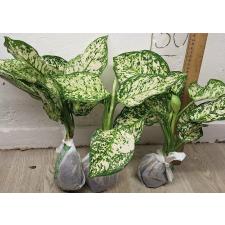 Аглаонема Аньямани белая / Aglaonema Anyamanee - White A-12
