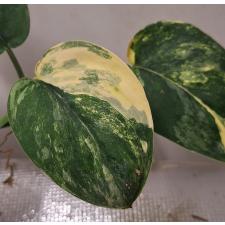 Scindapsus sp variegated 012