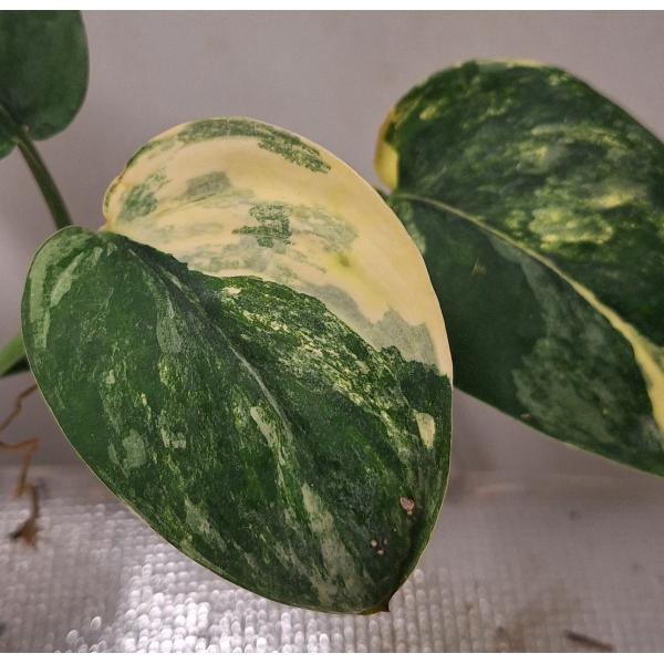 Scindapsus sp variegated 012