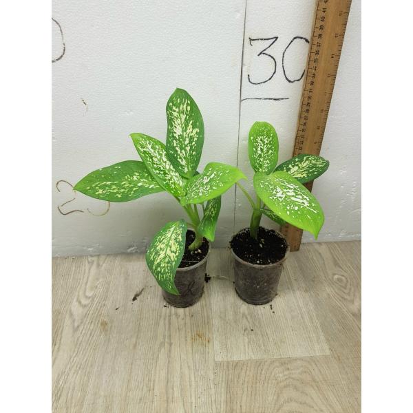 Диффенбахия сп. гибрид / Dieffenbachia sp hybrid (S)