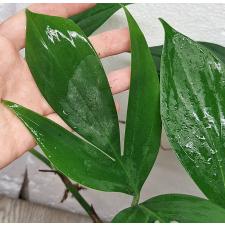Рафидофора Декурсива / Rhaphidophora Decursiva (S)