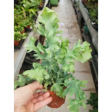 Phlebodium Aureum 'davana' P9