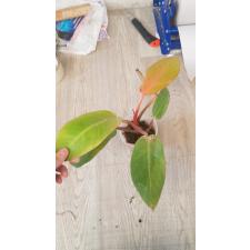 Philodendron red sun стакан 650p