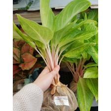 Aglaonema P-30 Yellow Mongkon