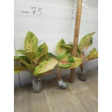 Aglaonema Tiger 3 colors A-81