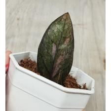 Zamioculcas zamiifolia black variegated (1 leaves) НОМЕР 3