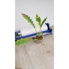Philodendron 'Ring of Fire' 1500p