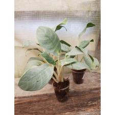 Aglaonema Ikkyu-san A-33