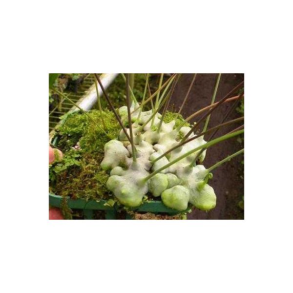 Леканоптерис депариоидес / Lecanopteris deparioides