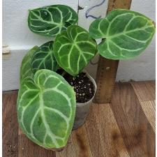 Антуриум кристаллический (Культивированный) /  Anthurium Crystallinum (cultivar)