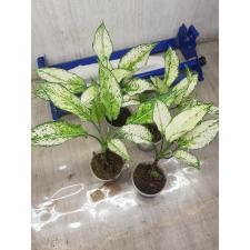 Aglaonema SP-13 Galaxy Green star стакан