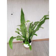 Polypodium musifolium & Nephrolepis sp pot